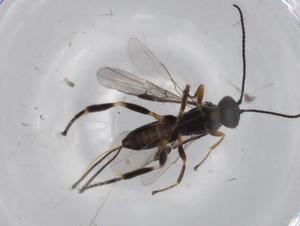  (Therophilus Malaise3797 - BIOUG72045-G05)  @11 [ ] CreativeCommons - Attribution (2021) Centre for Biodiversity Genomics Centre for Biodiversity Genomics