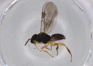  ( - BIOUG72046-E07)  @11 [ ] CreativeCommons - Attribution (2021) Centre for Biodiversity Genomics Centre for Biodiversity Genomics