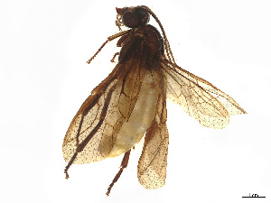  ( - BIOUG72817-E05)  @11 [ ] CreativeCommons - Attribution Share - Alike (2025) CBG Photography Group Centre for Biodiversity Genomics