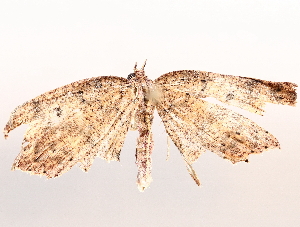  (Cyclophora Malaise9384 - BIOUG71246-H05)  @11 [ ] CreativeCommons - Attribution (2021) Centre for Biodiversity Genomics Centre for Biodiversity Genomics