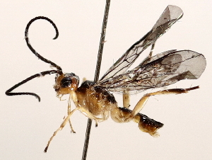  ( - BIOUG71248-H01)  @11 [ ] CreativeCommons - Attribution (2021) CBG Photography Group Centre for Biodiversity Genomics