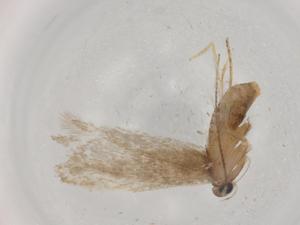  (ereMalaise01 Malaise9570 - BIOUG72400-D07)  @11 [ ] CreativeCommons - Attribution (2021) Centre for Biodiversity Genomics Centre for Biodiversity Genomics