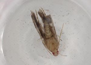  ( - BIOUG72437-A10)  @11 [ ] CreativeCommons - Attribution (2021) Centre for Biodiversity Genomics Centre for Biodiversity Genomics