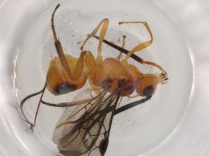  ( - BIOUG72633-D05)  @11 [ ] CreativeCommons - Attribution (2021) Centre for Biodiversity Genomics Centre for Biodiversity Genomics