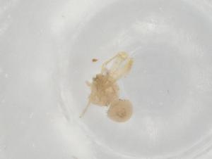  ( - BIOUG72711-G05)  @11 [ ] CreativeCommons - Attribution (2021) Centre for Biodiversity Genomics Centre for Biodiversity Genomics