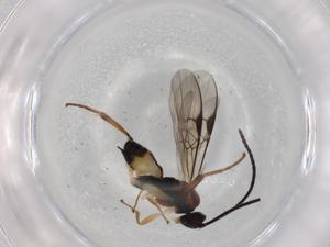  ( - BIOUG72853-F08)  @11 [ ] CreativeCommons - Attribution (2021) Centre for Biodiversity Genomics Centre for Biodiversity Genomics