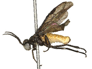 (argidJanzen1 malaise5010 - BIOUG72906-A12)  @11 [ ] CreativeCommons - Attribution Share - Alike (2025) CBG Photography Group Centre for Biodiversity Genomics