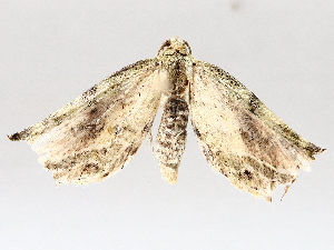  ( - BIOUG72917-C10)  @11 [ ] CreativeCommons - Attribution (2021) CBG Photography Group Centre for Biodiversity Genomics