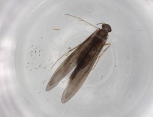  ( - BIOUG73140-H10)  @11 [ ] CreativeCommons - Attribution (2021) Centre for Biodiversity Genomics Centre for Biodiversity Genomics