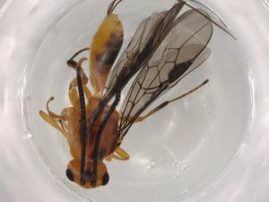  ( - BIOUG73335-B12)  @11 [ ] CreativeCommons - Attribution (2021) Centre for Biodiversity Genomics Centre for Biodiversity Genomics