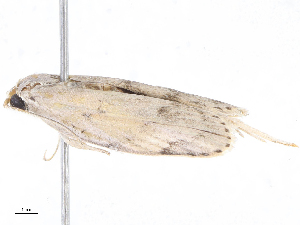  (Antaeotricha Malaiise5695 - CBG-A06258-H06)  @11 [ ] CreativeCommons - Attribution Share-Alike (2023) CBG Photography Group Centre for Biodiversity Genomics