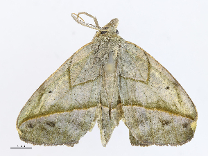  (Eusarca Malaise4105 - CBG-A06260-A02)  @11 [ ] CreativeCommons - Attribution Share - Alike (2023) CBG Photography Group Centre for Biodiversity Genomics