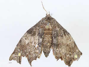  ( - CBG-A06260-A07)  @11 [ ] CreativeCommons - Attribution Share - Alike (2023) CBG Photography Group Centre for Biodiversity Genomics