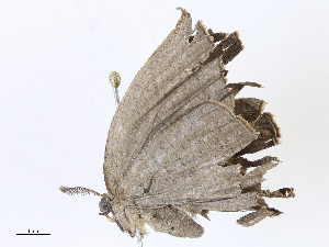  ( - CBG-A06260-A08)  @11 [ ] CreativeCommons - Attribution Share - Alike (2023) CBG Photography Group Centre for Biodiversity Genomics