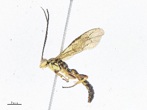  ( - CBG-A06272-C06)  @11 [ ] CreativeCommons - Attribution Share - Alike (2023) CBG Photography Group Centre for Biodiversity Genomics