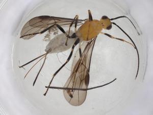  ( - CBG-A07279-A06)  @11 [ ] CreativeCommons - Attribution Share - Alike (2023) Centre for Biodiversity Genomics Centre for Biodiversity Genomics