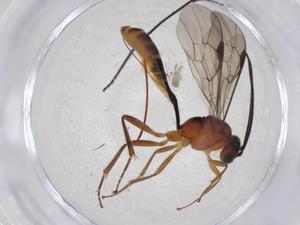  (tersiMalaise01 Malaise2348 - CBG-A07279-F10)  @11 [ ] CreativeCommons - Attribution Share - Alike (2023) Centre for Biodiversity Genomics Centre for Biodiversity Genomics