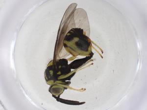  (chalMalaise01 Malaise3295 - CBG-A08479-B11)  @11 [ ] CreativeCommons - Attribution Share - Alike (2023) Centre for Biodiversity Genomics Centre for Biodiversity Genomics