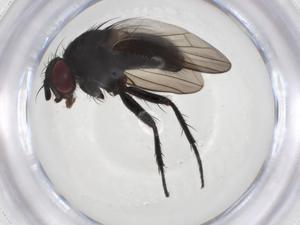  (Chaetostigmoptera Malaise4273 - CBG-A08523-E04)  @11 [ ] CreativeCommons - Attribution Share - Alike (2023) Centre for Biodiversity Genomics Centre for Biodiversity Genomics