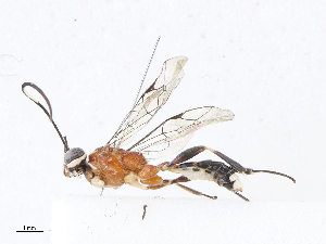  (ichneuMalaise01 Malaise9683 - CBG-A08722-A11)  @11 [ ] CreativeCommons - Attribution Share - Alike (2023) CBG Photography Group Centre for Biodiversity Genomics