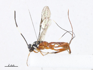  (banMalaise01 Malaise9128 - CBG-A08722-B07)  @11 [ ] CreativeCommons - Attribution Share - Alike (2023) CBG Photography Group Centre for Biodiversity Genomics