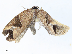  ( - CBG-A08734-B10)  @11 [ ] CreativeCommons - Attribution Share - Alike (2023) CBG Photography Group Centre for Biodiversity Genomics