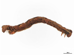  (geoMalaise01 Malaise4195 - CBG-A08734-H11)  @11 [ ] CreativeCommons - Attribution Share - Alike (2023) CBG Photography Group Centre for Biodiversity Genomics