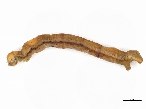  (Cyclophora Malaise7056 - CBG-A08735-H09)  @11 [ ] CreativeCommons - Attribution Share - Alike (2023) CBG Photography Group Centre for Biodiversity Genomics