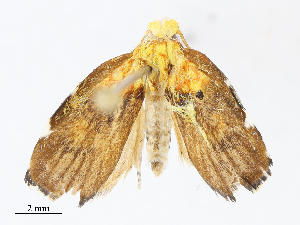  (Gonionota Malaise2078 - CBG-A08736-C10)  @11 [ ] CreativeCommons - Attribution Share - Alike (2023) CBG Photography Group Centre for Biodiversity Genomics