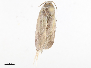  (Cerconota Malaise9471 - CBG-A08737-H03)  @11 [ ] CreativeCommons - Attribution Share - Alike (2023) CBG Photography Group Centre for Biodiversity Genomics