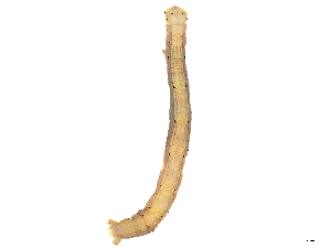  (Leuculopsis Malaise7508 - CBG-A08737-H08)  @11 [ ] CreativeCommons - Attribution Share - Alike (2023) CBG Photography Group Centre for Biodiversity Genomics