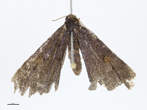  ( - CBG-A08739-A06)  @11 [ ] CreativeCommons - Attribution Share-Alike (2023) CBG Photography Group Centre for Biodiversity Genomics