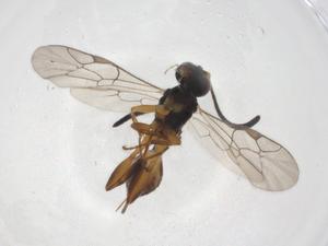  ( - CBG-A08990-D10)  @11 [ ] CreativeCommons - Attribution Share - Alike (2023) Centre for Biodiversity Genomics Centre for Biodiversity Genomics