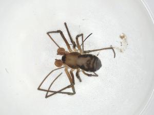  ( - CBG-A08999-A10)  @11 [ ] CreativeCommons - Attribution Share - Alike (2023) Centre for Biodiversity Genomics Centre for Biodiversity Genomics