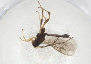  (Chilocyrtus Malaise8986 - CBG-A09561-B07)  @11 [ ] CreativeCommons - Attribution Share - Alike (2023) Centre for Biodiversity Genomics Centre for Biodiversity Genomics