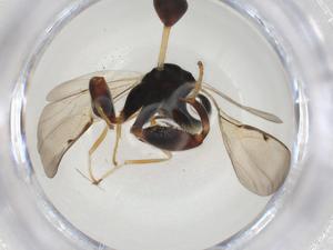  (chalMalaise01 Malaise1843 - CBG-A09608-G11)  @11 [ ] CreativeCommons - Attribution Share - Alike (2023) Centre for Biodiversity Genomics Centre for Biodiversity Genomics