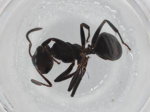  (Camponotus abscisus - BIOUG83909-D06)  @11 [ ] CreativeCommons - Attribution (2022) Centre for Biodiversity Genomics Centre for Biodiversity Genomics