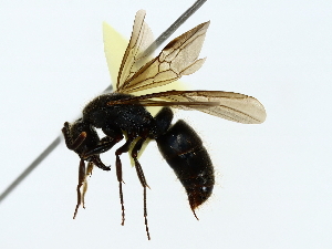  ( - BIOUG85286-A12)  @11 [ ] CreativeCommons - Attribution (2022) CBG Photography Group Centre for Biodiversity Genomics