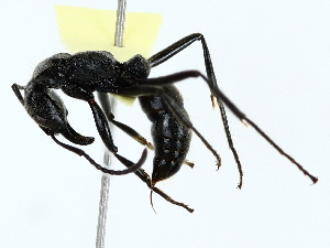  ( - BIOUG85286-B10)  @11 [ ] CreativeCommons - Attribution (2022) CBG Photography Group Centre for Biodiversity Genomics