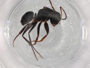  ( - BIOUG85535-D02)  @11 [ ] CreativeCommons - Attribution (2022) Centre for Biodiversity Genomics Centre for Biodiversity Genomics