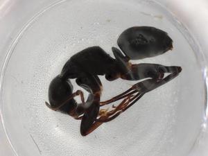  ( - BIOUG85535-H04)  @11 [ ] CreativeCommons - Attribution (2022) Centre for Biodiversity Genomics Centre for Biodiversity Genomics