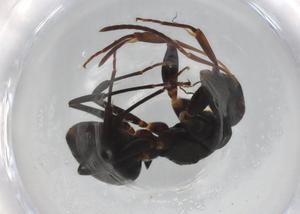  ( - BIOUG85536-E11)  @11 [ ] CreativeCommons - Attribution (2022) Centre for Biodiversity Genomics Centre for Biodiversity Genomics