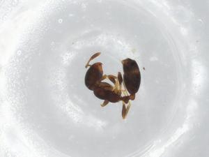  ( - BIOUG85536-G04)  @11 [ ] CreativeCommons - Attribution (2022) Centre for Biodiversity Genomics Centre for Biodiversity Genomics