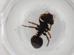  (Cephalotes scutulatus - BIOUG85538-B04)  @11 [ ] CreativeCommons - Attribution (2022) Centre for Biodiversity Genomics Centre for Biodiversity Genomics