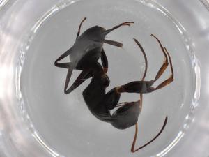  ( - BIOUG85539-B03)  @11 [ ] CreativeCommons - Attribution (2022) Centre for Biodiversity Genomics Centre for Biodiversity Genomics