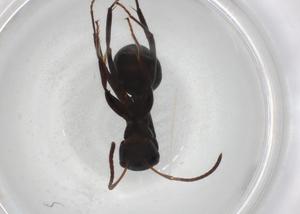  ( - BIOUG85540-A04)  @11 [ ] CreativeCommons - Attribution (2022) Centre for Biodiversity Genomics Centre for Biodiversity Genomics