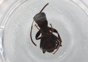  ( - BIOUG85540-F01)  @11 [ ] CreativeCommons - Attribution (2022) Centre for Biodiversity Genomics Centre for Biodiversity Genomics