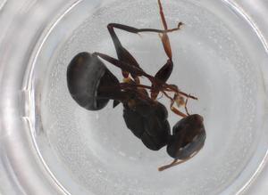  ( - BIOUG85540-F07)  @11 [ ] CreativeCommons - Attribution (2022) Centre for Biodiversity Genomics Centre for Biodiversity Genomics