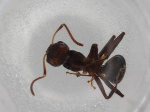  ( - BIOUG85543-B02)  @11 [ ] CreativeCommons - Attribution (2022) Centre for Biodiversity Genomics Centre for Biodiversity Genomics