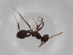  ( - BIOUG87003-F09)  @11 [ ] CreativeCommons - Attribution (2022) Centre for Biodiversity Genomics Centre for Biodiversity Genomics